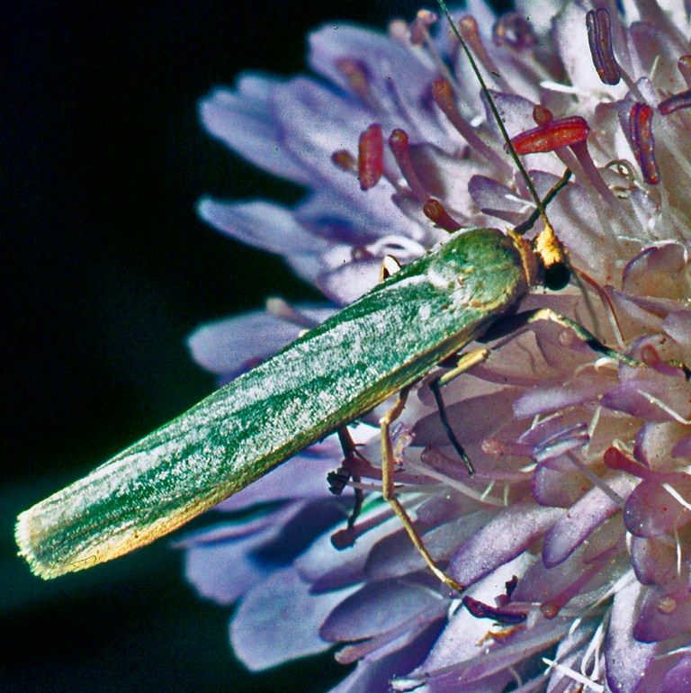 Una farfalletta (verde?) da determinare : Eilemma sp.